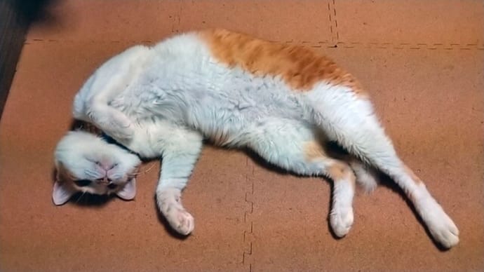 9月20日(月) 猫の麦とごまの日常日記