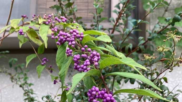 今日のお花🌸