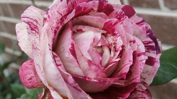 「かおり」嬉しいような悲しいような自分の名前の薔薇が・・・