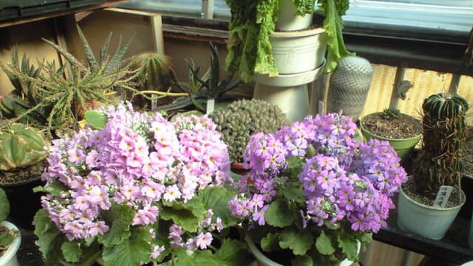 たまには草花でも 追記です