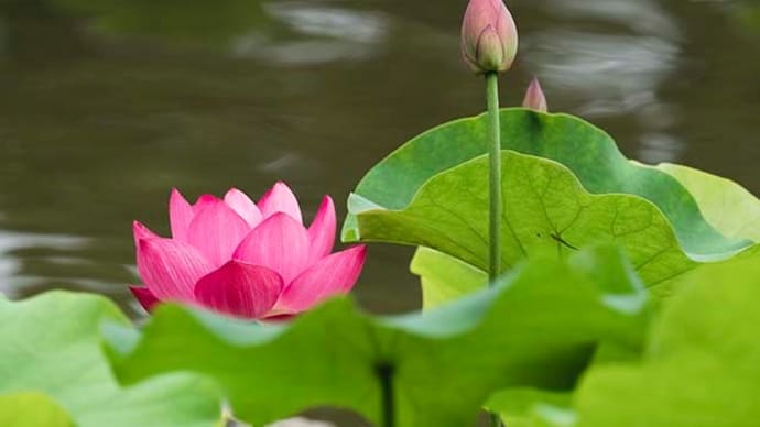 南沢あじさい山と修景池の花蓮