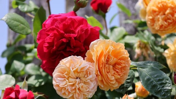 Reign of the Rose Festa…!