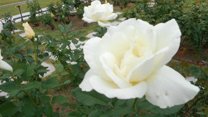 ホワイトの素敵なバラ♪