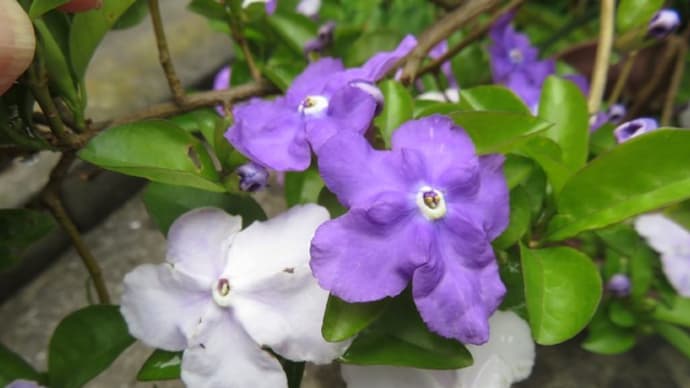 自宅の花⑵ (ニイバンマツリ、シャクヤク、ウツギ・マギシェン、バイカカウツギ、アベリア)