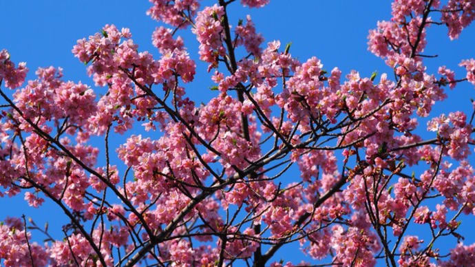 三ッ池公園の桜2022①