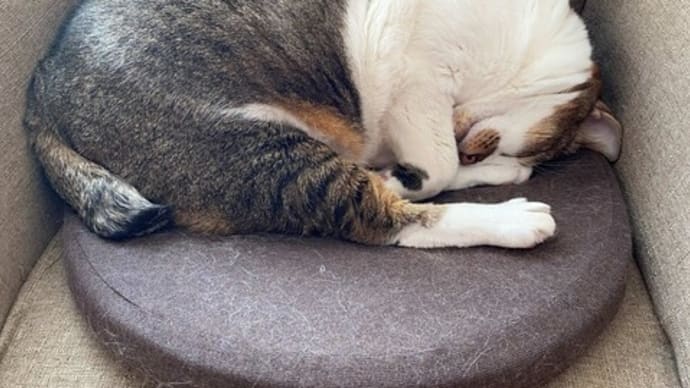 こたつが原因? 猫の便秘