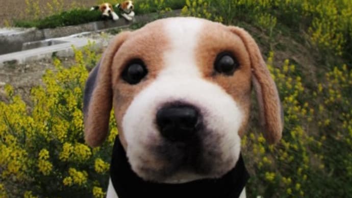 保護犬