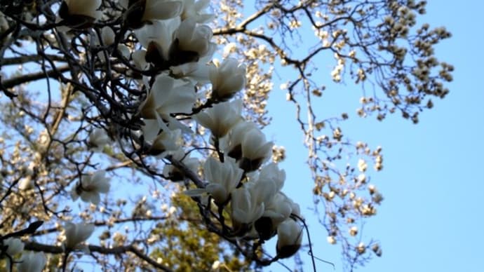 桜だより 花だより