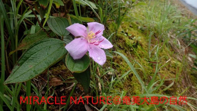 ノボタンの花、咲き出す