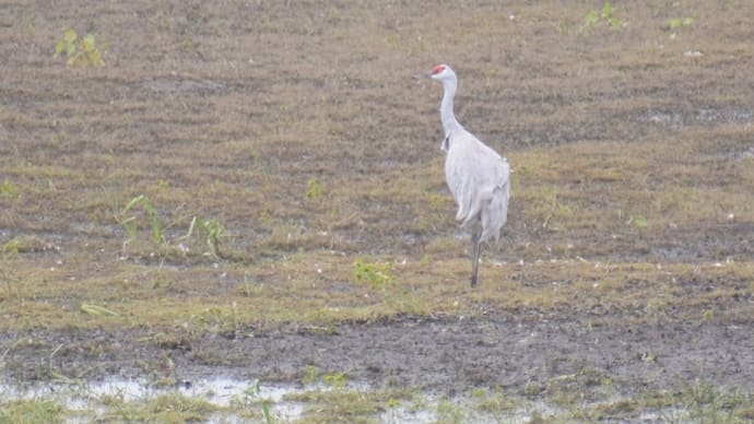 カナダヅルに再会