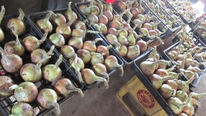 タマネギを長期貯蔵に向け本格乾燥