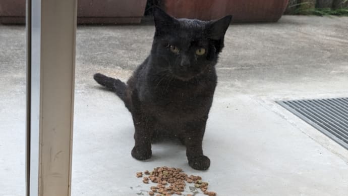 新顔さん~ (=^・・^=)