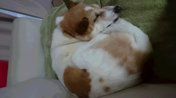 愛犬空の痙攣が止まらない