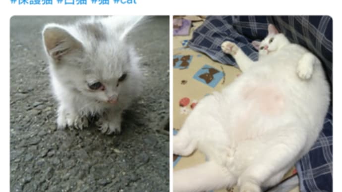 保護された頃と、体重15キロで糖尿病だった頃ニャう。 #保護猫 #白猫 #猫 #cat #糖尿病 #ダイエット #完治 #インスリン注射