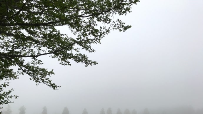 今朝の散歩