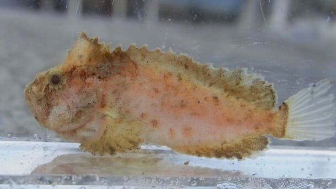 アブオコゼ Erisphex pottii 幼魚：浜売り・底引き網漁のおまけ