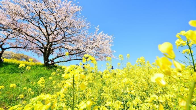 桜と菜の花 絶景・2020 ~諫早市白木峰高原~ その2