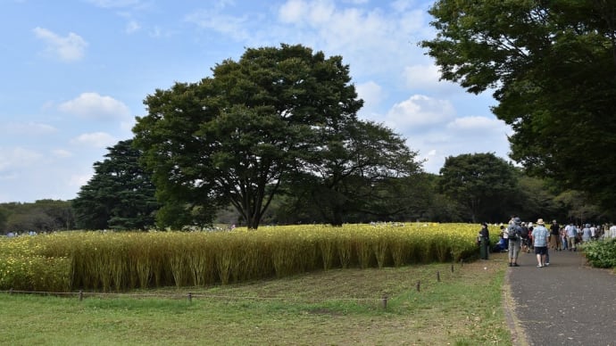 コスモス狩り 東京都立川市 昭和記念公園 コスモスまつり2020(5)レモンブライト