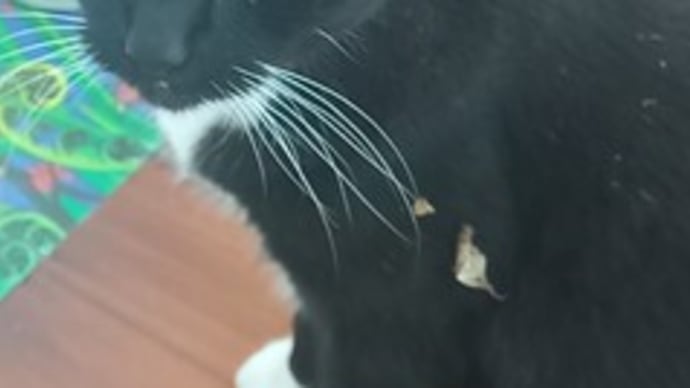 黒猫のはずが