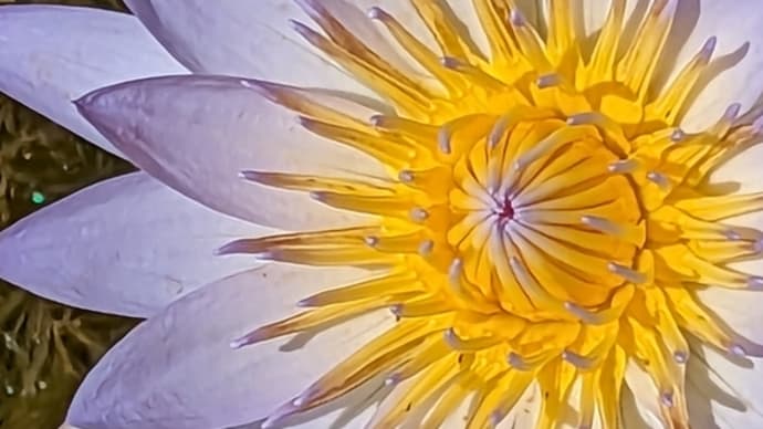 睡蓮の花に寄す