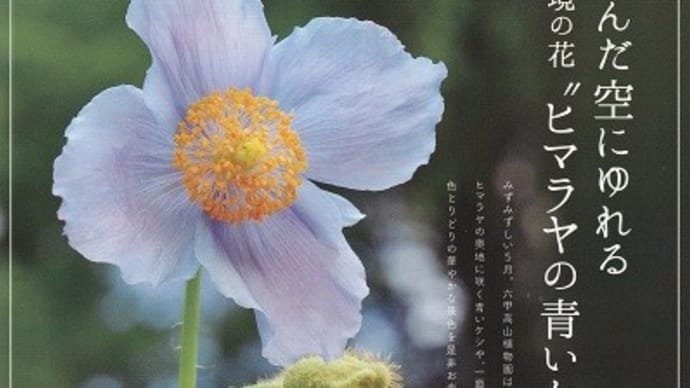 ヒマラヤの青いケシ