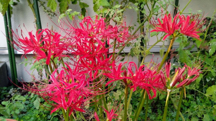 彼岸花
