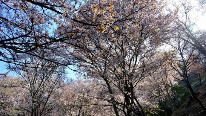 桜が満開の吉野山を歩きました(3)