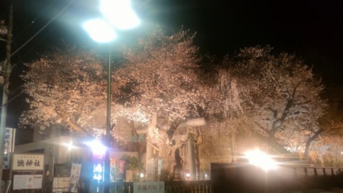鴻神社 夜桜 🌸🌸🌸 ライトアップ🌸
ジム帰り 赤信号 窓から撮影