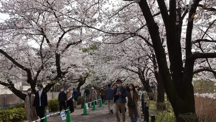 さくら狩り 埼玉県さいたま市 2022年大宮公園桜まつり【中止?】(2)時計塔へ到着