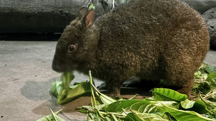 アマミノクロウサギ