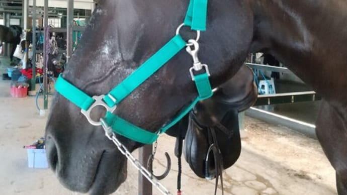 熱中症警戒アラート出てたけど乗馬
