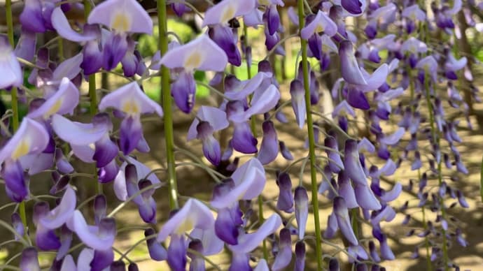 藤の牛島駅から藤の花を見に行く