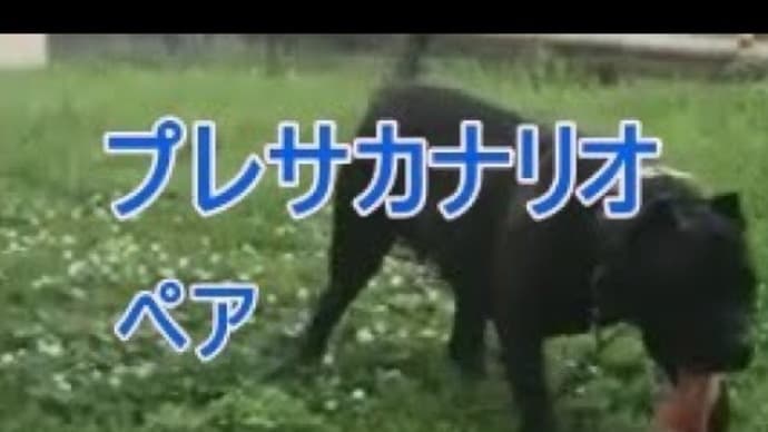 猛々しいプレサカナリオをご覧ください。
