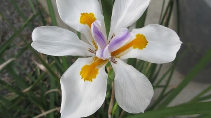 春の花:ディエテス・グランディフロラ