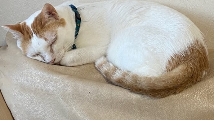 猫のいる生活