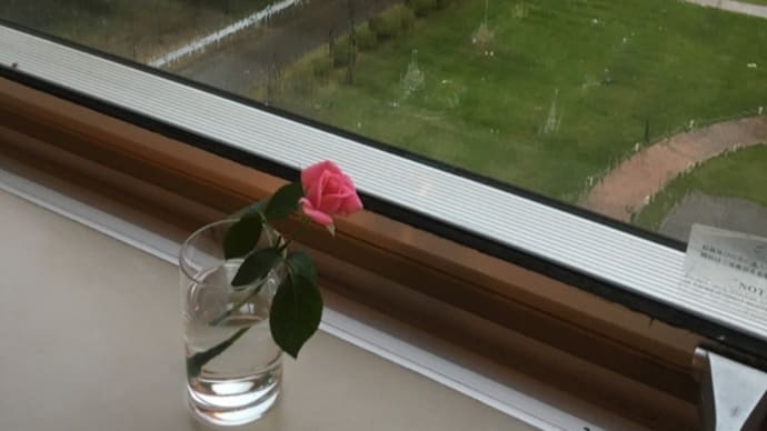 冬の薔薇ホテルの窓に咲き続く