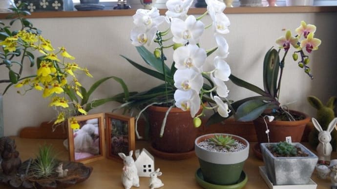 蘭がきれいです(∩.∩)にんまり