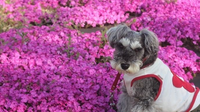 桜は桜でも芝桜。どうだ!