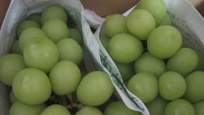 🍇シャインマスカット🍇