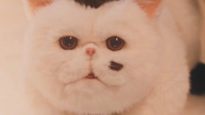 かわいいにゃぁ〜♡
