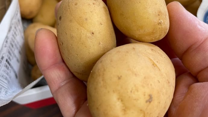 新じゃが アローワの販売開始!