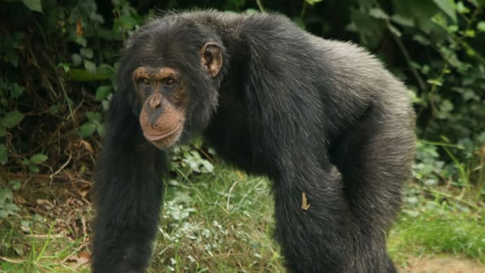 清水謙行が世界を旅するブログー絶滅危惧種