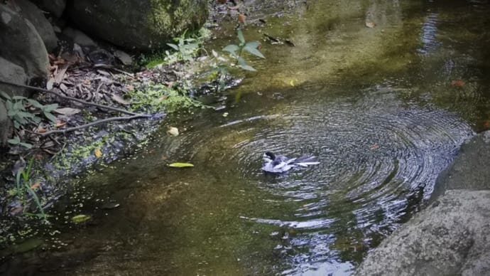 秋の足音を感じる大仙公園(9/5)
