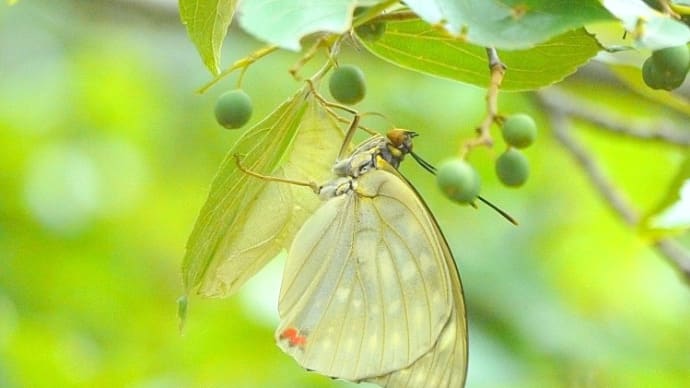 彩の国･･･比企の森・・・オオムラサキ・・・羽化から開翅へ