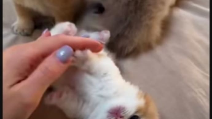 今日も一日お疲れさま🐱