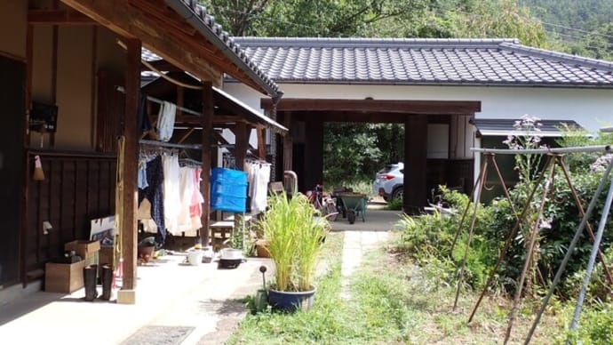 師匠宅で栗拾い