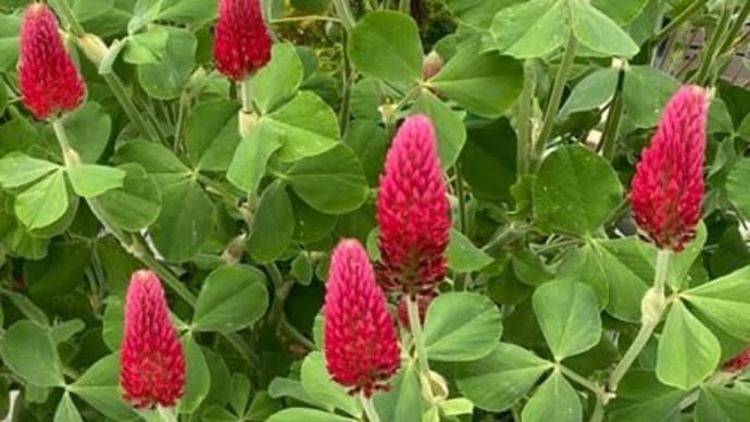 4月 種蒔き 種の蒔き直し