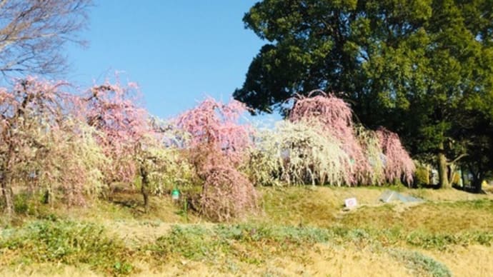 梅の香り