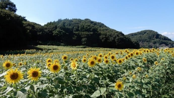 秋のひまわり畑