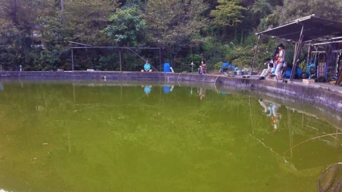 横浜市戸塚区にある釣堀緑水園に鯉釣りに行ってきた　